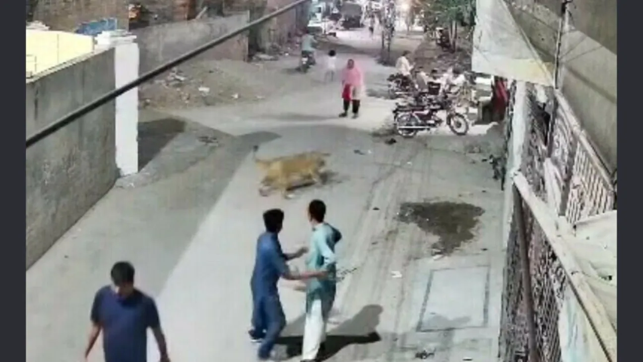 Escaped Pet Lion Attacks Woman and Children in Lahore, Sparks Renewed Debate on Exotic Pets