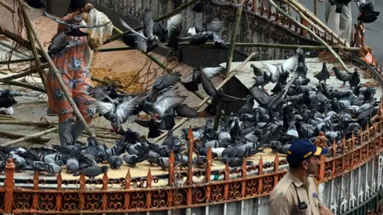 Mob Defies Court Order in Dadar, Vandalizes Kabutarkhana to Feed Pigeons
